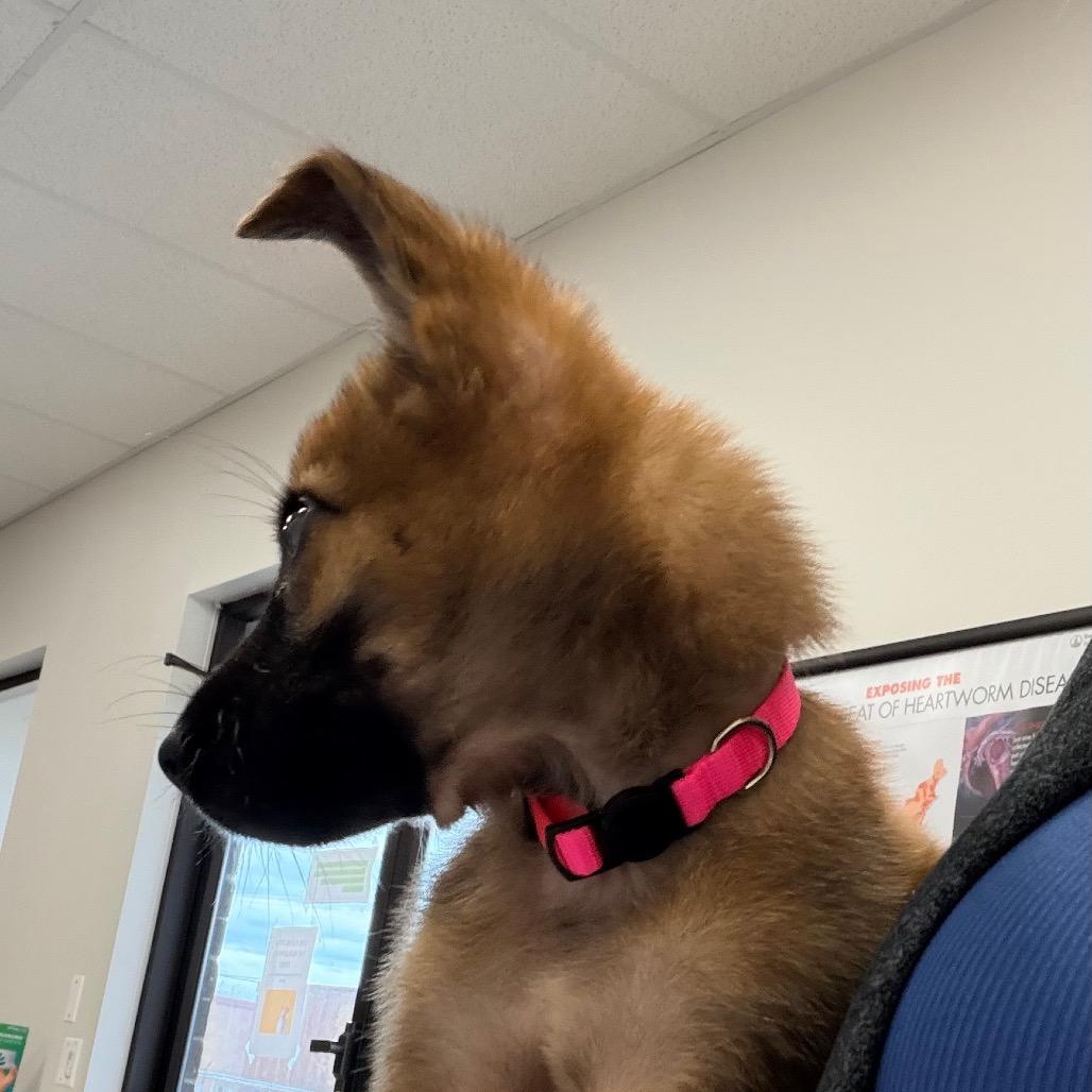 Enlarge Aayla, a Adoptable Shepherd in Saint John, IN image 3/5