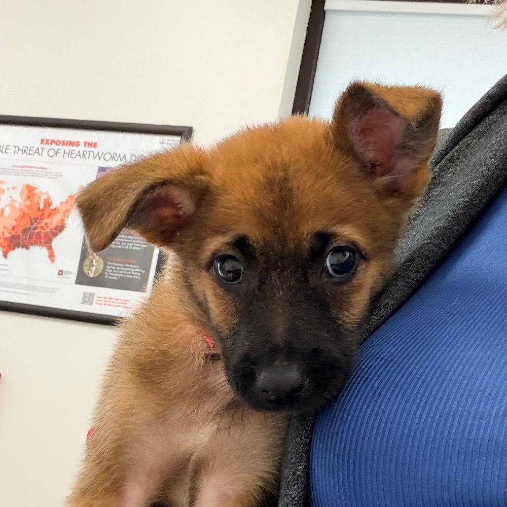 Enlarge Aayla, a Adoptable Shepherd in Saint John, IN image 4/5