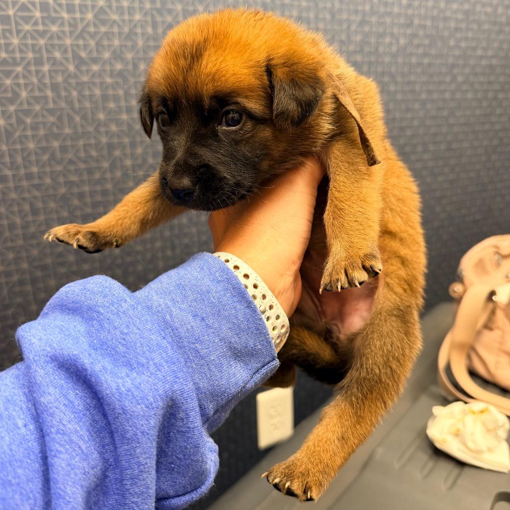 Enlarge Aayla, a Adoptable Shepherd in Saint John, IN image 5/5