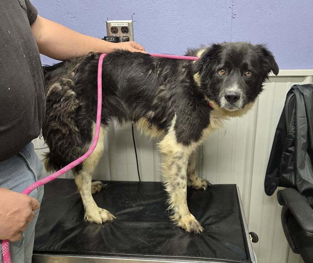 Mandy, Adoptable, Adult Female Border Collie.