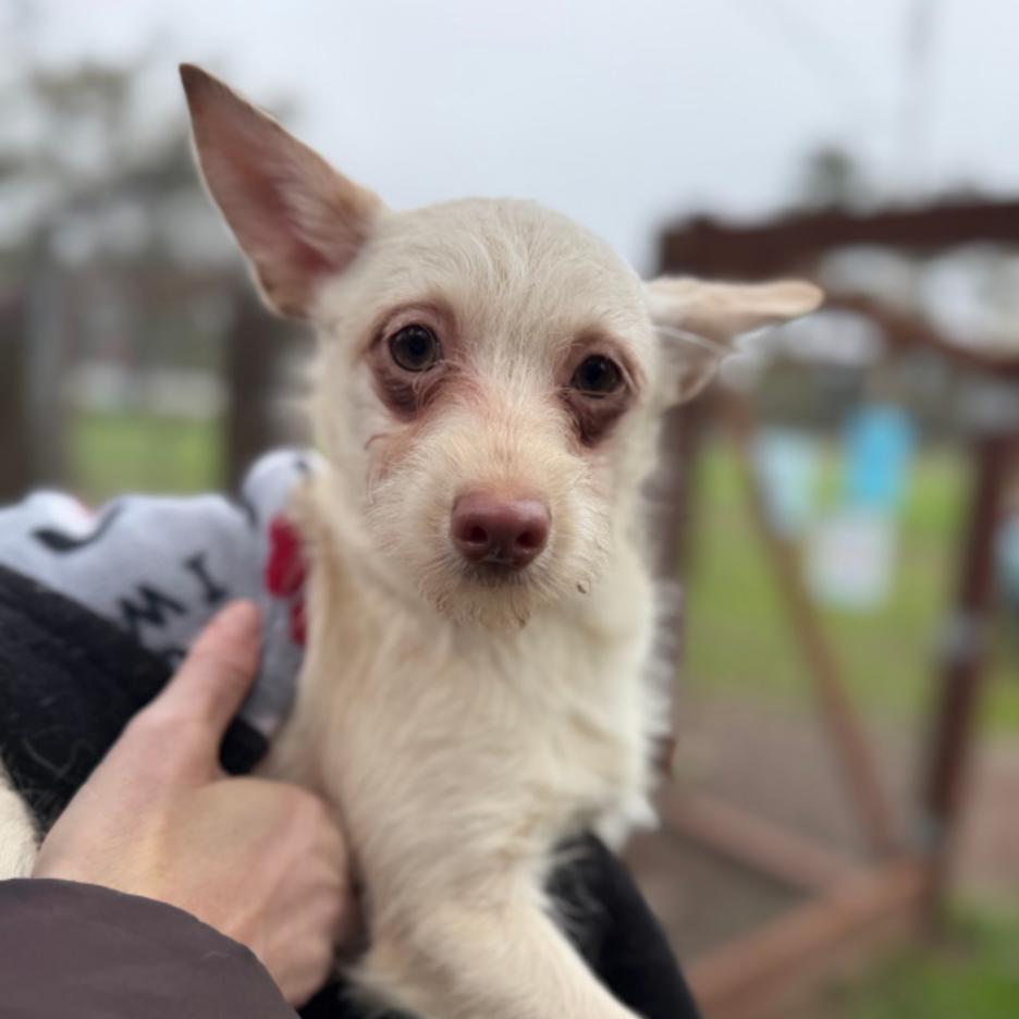 Enlarge Jasmine, a Adoptable mixed breed in Sonoma, CA image 1/1
