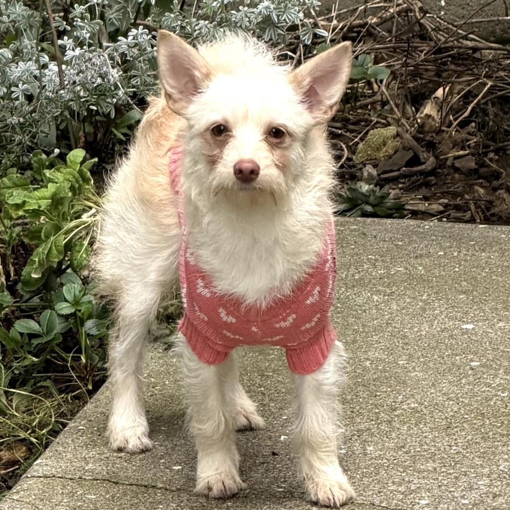 Enlarge Jasmine, a Adoptable mixed breed in Sonoma, CA image 1/4