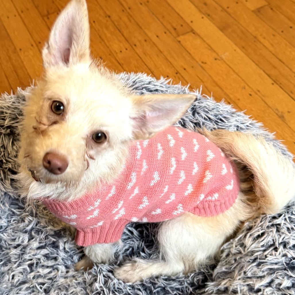 Enlarge Jasmine, a Adoptable mixed breed in Sonoma, CA image 2/4