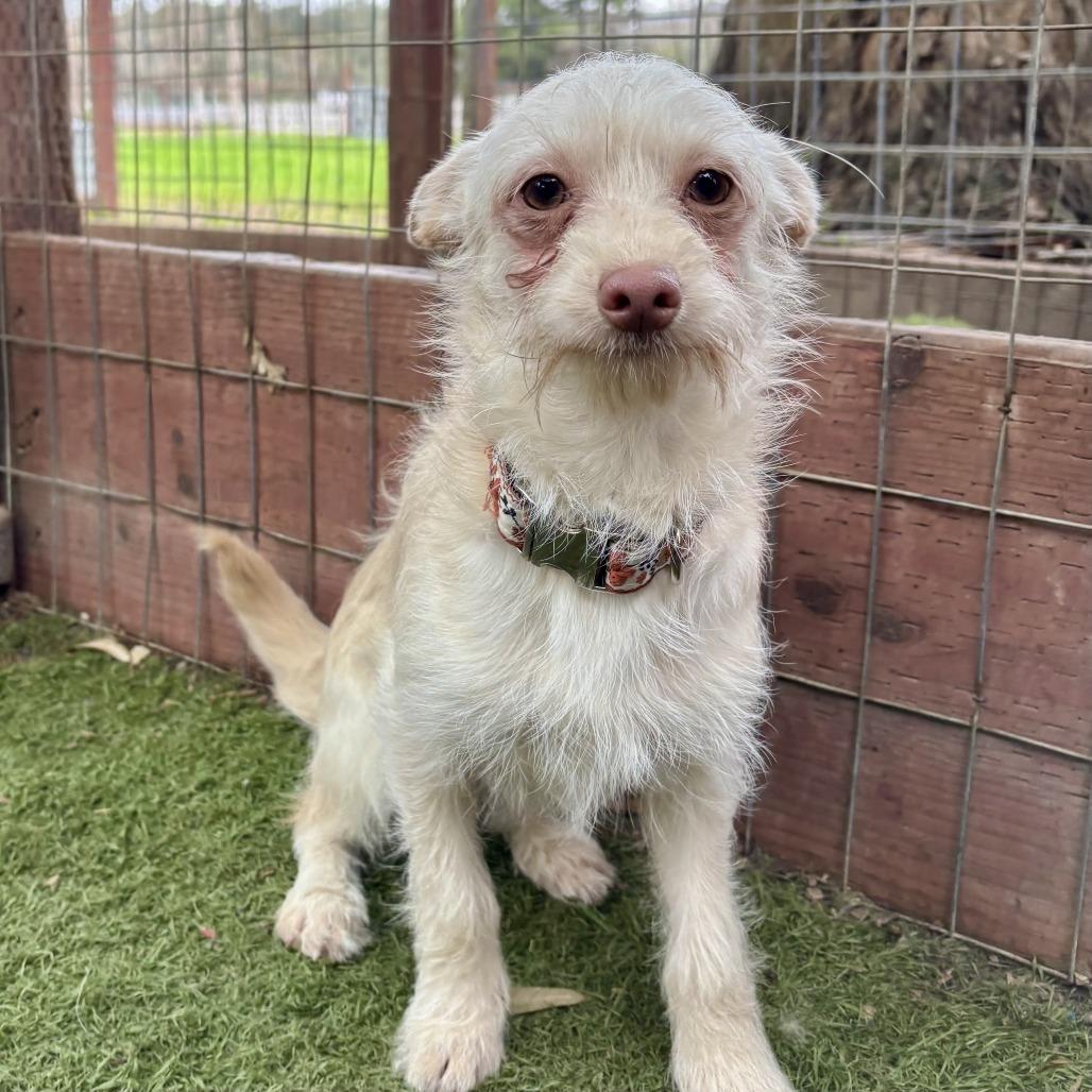 Enlarge Jasmine, a Adoptable mixed breed in Sonoma, CA image 4/4
