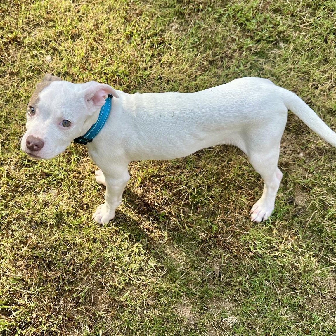 Enlarge May, a Adopted mixed breed in Richmond, VA image 5/6