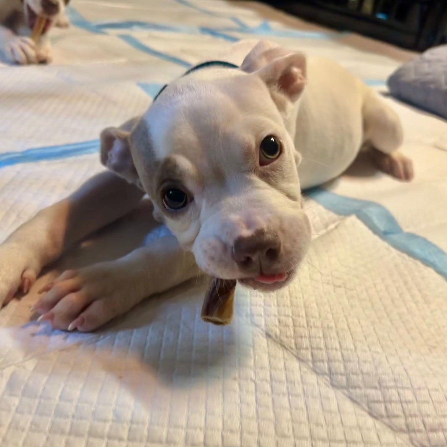 Enlarge May, a ADOPTABLE mixed breed in Richmond, VA image 5/6