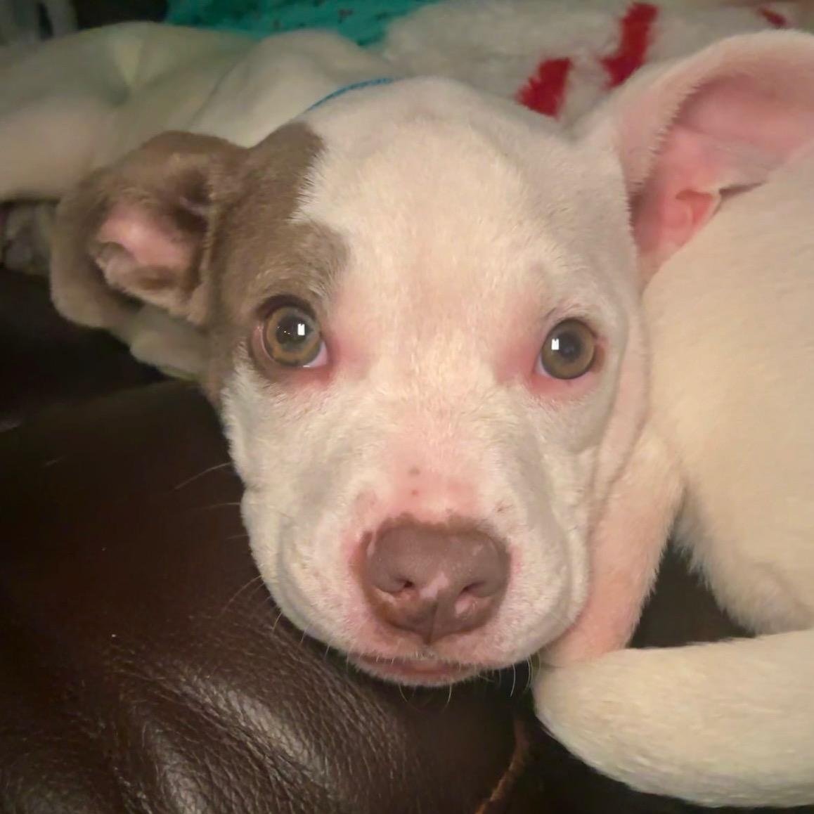 May, Adopted, Puppy Female Pit Bull Terrier.