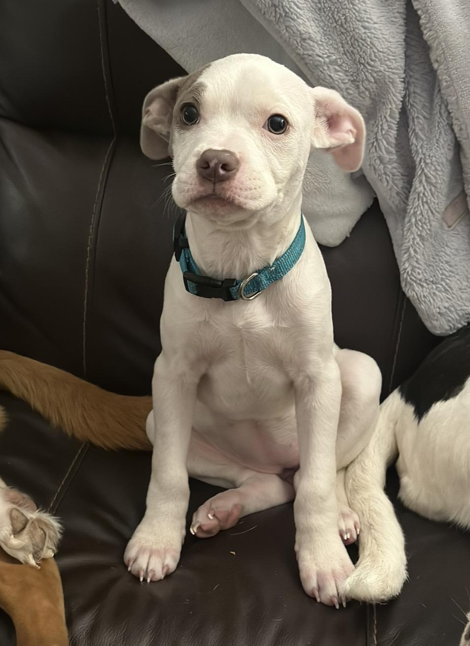 Enlarge May, a Adopted mixed breed in Richmond, VA image 6/6