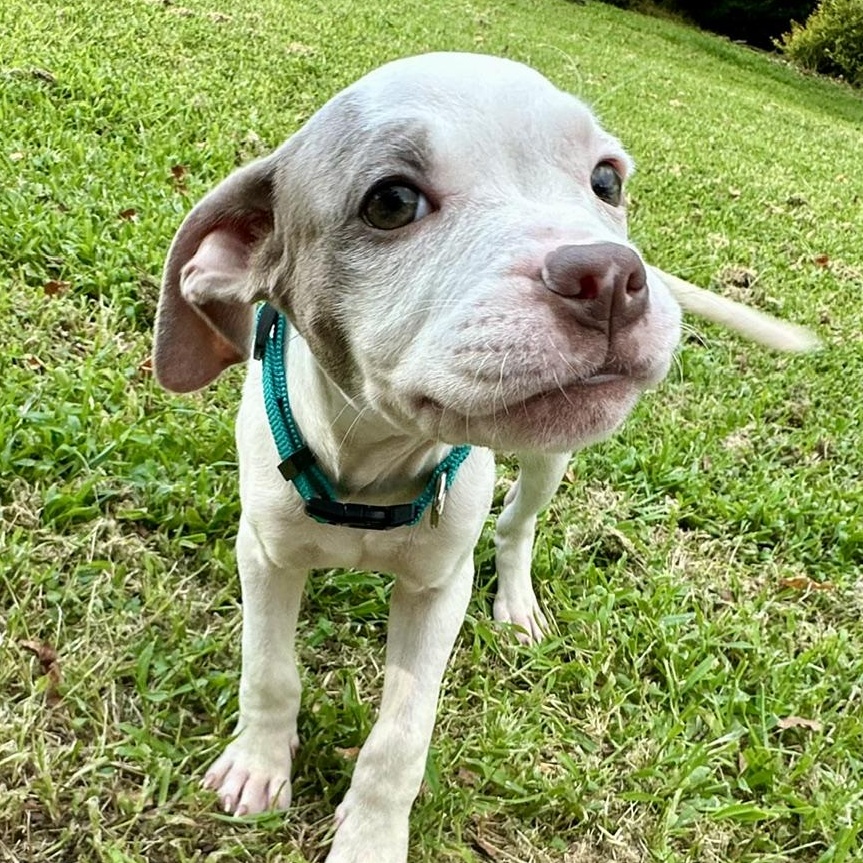 May, ADOPTABLE, Puppy Female Pit Bull Terrier.