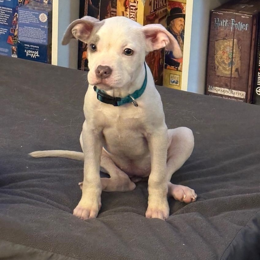 Enlarge May, a Adopted mixed breed in Richmond, VA image 2/6