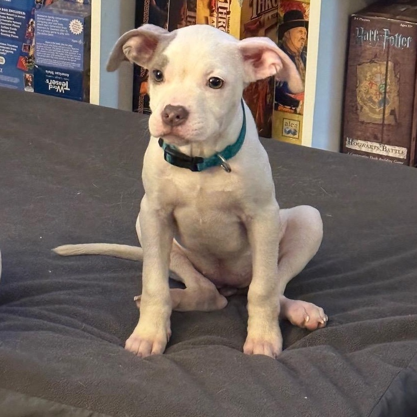 Enlarge May, a ADOPTABLE mixed breed in Richmond, VA image 3/6