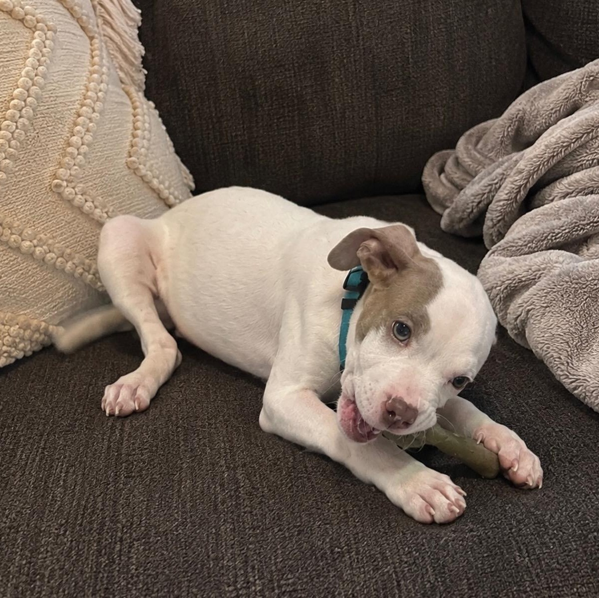 Enlarge May, a ADOPTABLE mixed breed in Richmond, VA image 2/6