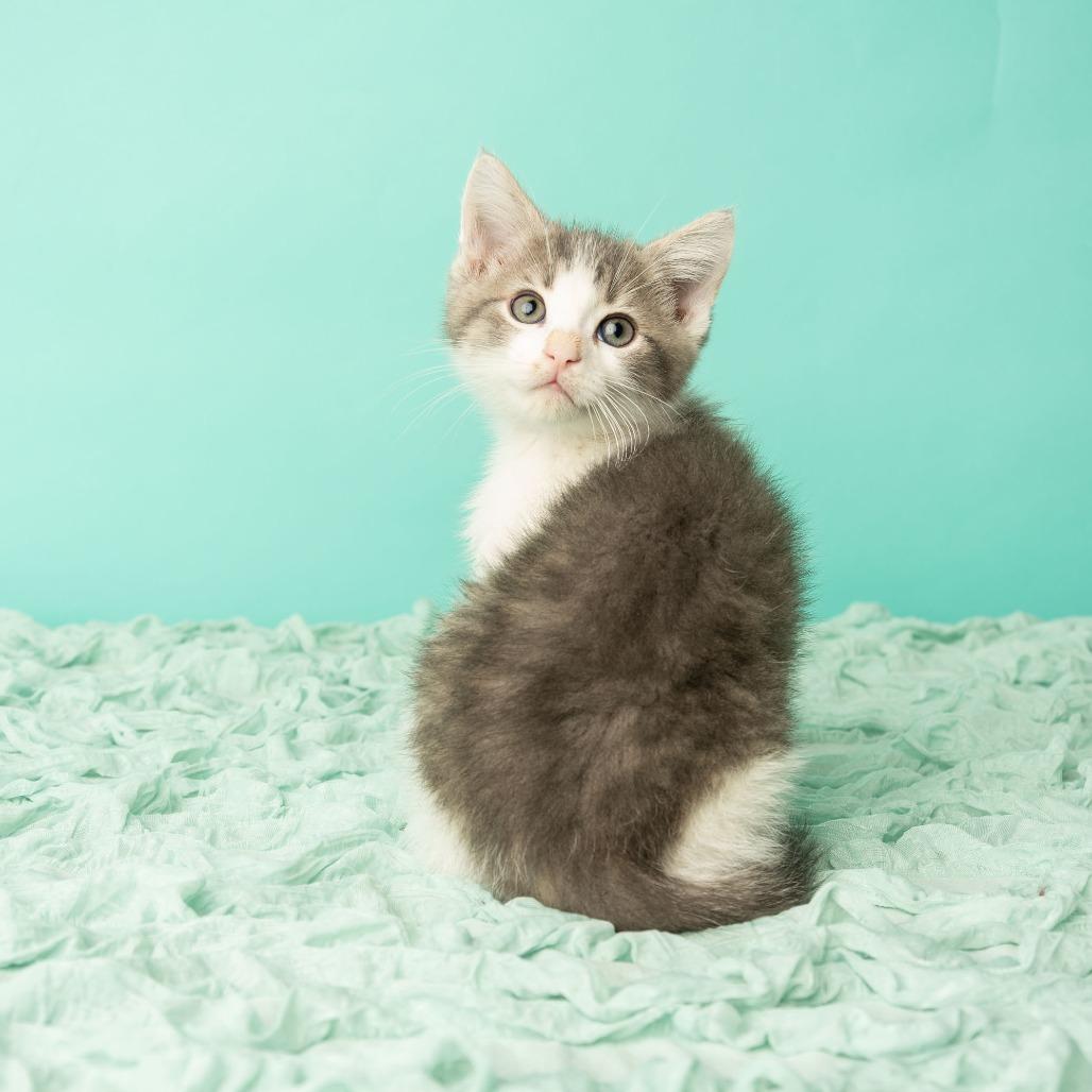 Daniel, My Brother, Adoptable, Kitten Male Domestic Short Hair.