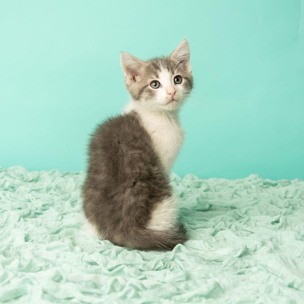 Enlarge Daniel, My Brother, a Adoptable Domestic Short Hair in St. Paul, MN image 2/6