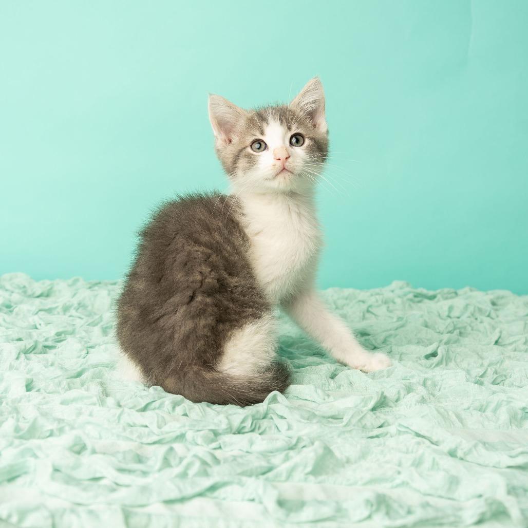 Enlarge Daniel, My Brother, a Adoptable Domestic Short Hair in St. Paul, MN image 3/6