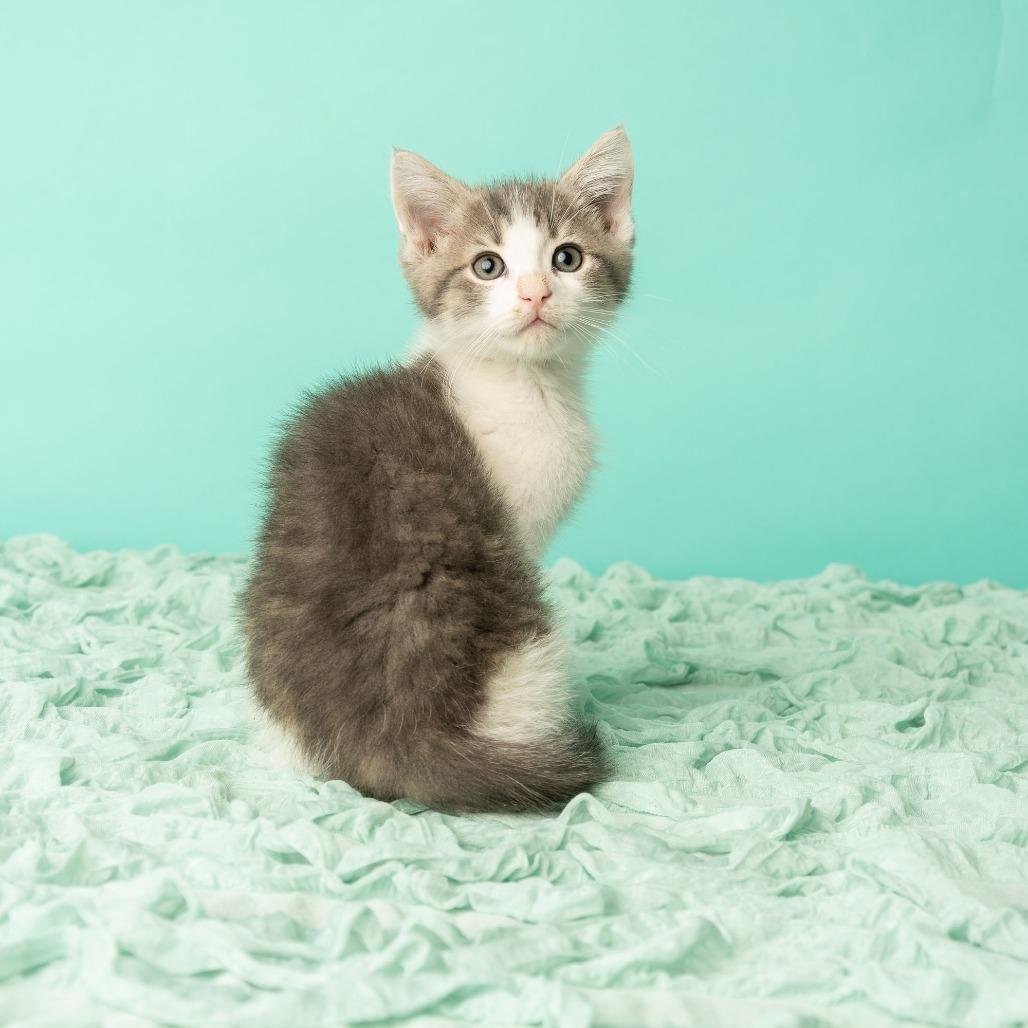 Enlarge Daniel, My Brother, a Adoptable Domestic Short Hair in St. Paul, MN image 4/6