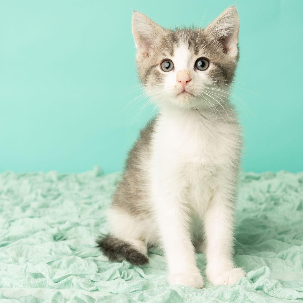 Enlarge Daniel, My Brother, a Adoptable Domestic Short Hair in St. Paul, MN image 5/6