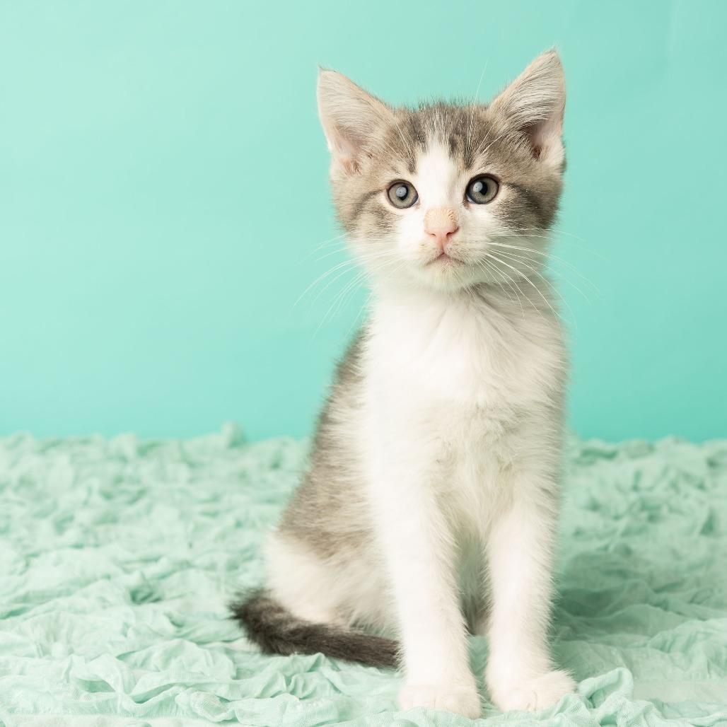 Enlarge Daniel, My Brother, a Adoptable Domestic Short Hair in St. Paul, MN image 6/6