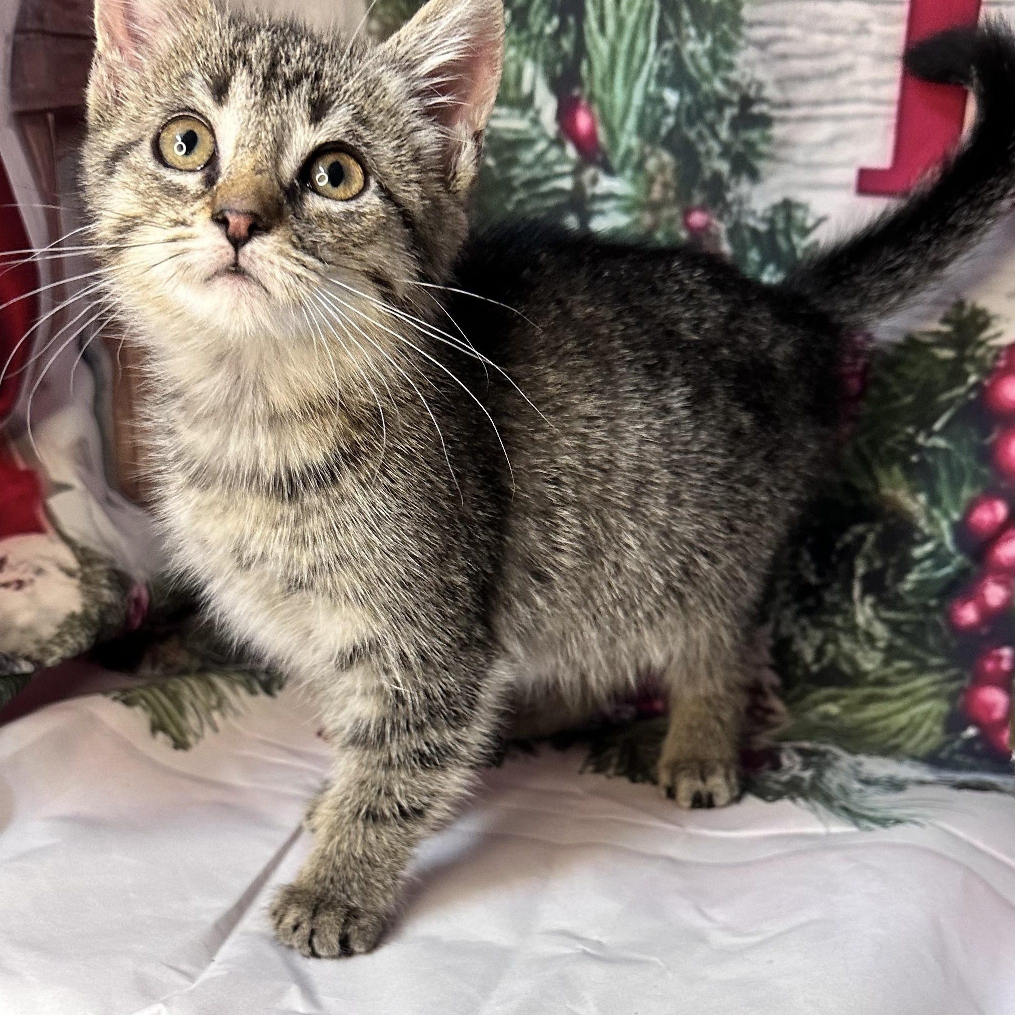Sleigh, Adoptable, Kitten Female Siberian & American Wirehair.