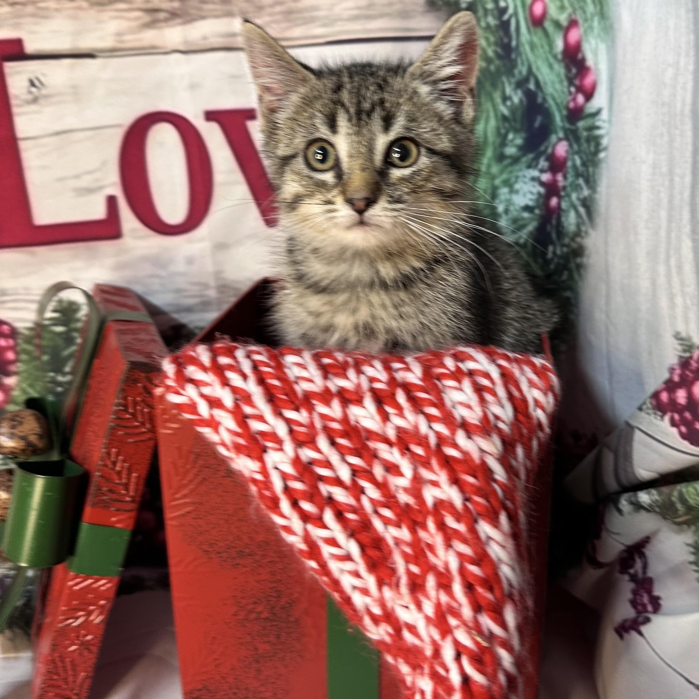 Enlarge Sleigh, a Adoptable mixed breed in Mount Vernon, IL image 2/6