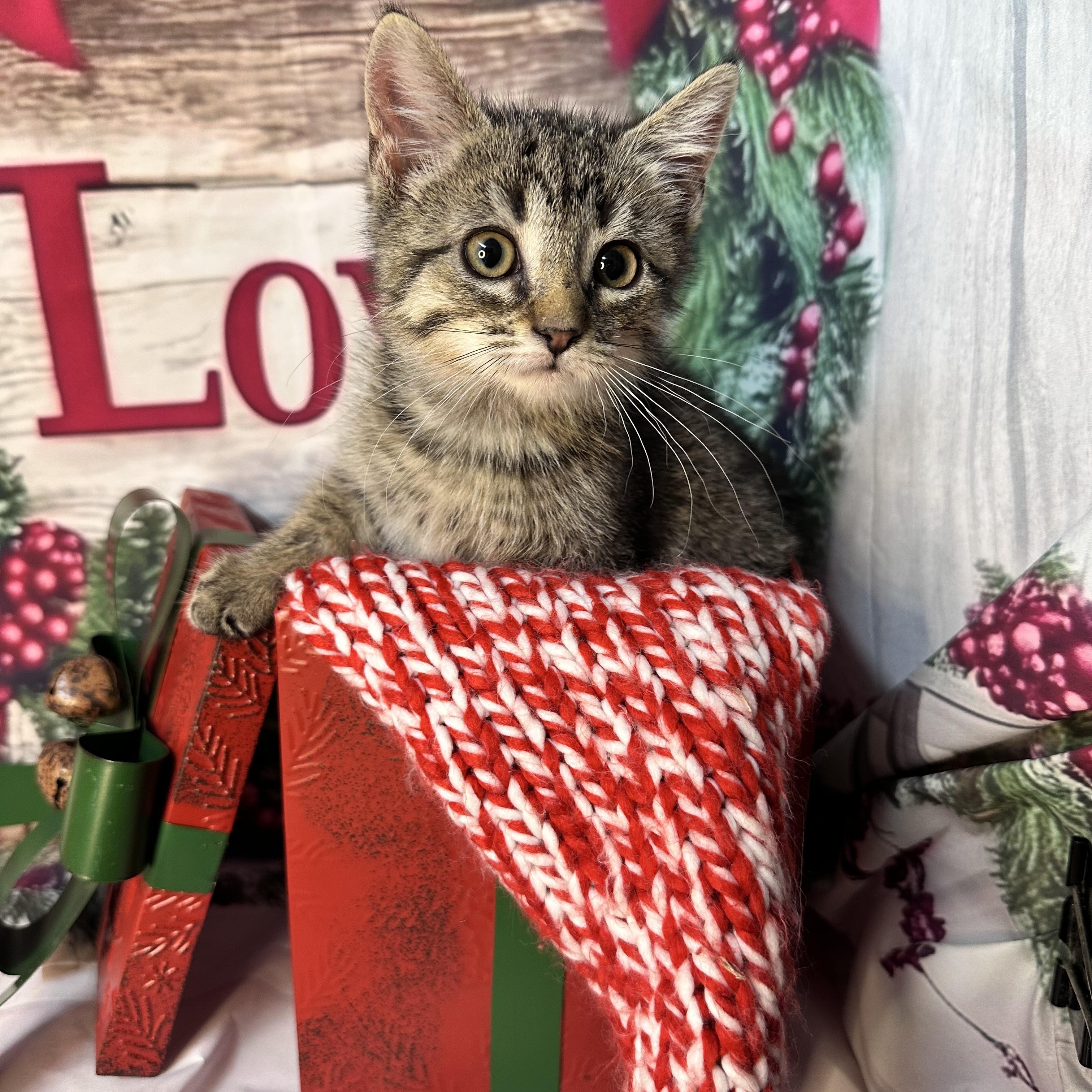 Enlarge Sleigh, a Adoptable mixed breed in Mount Vernon, IL image 3/6