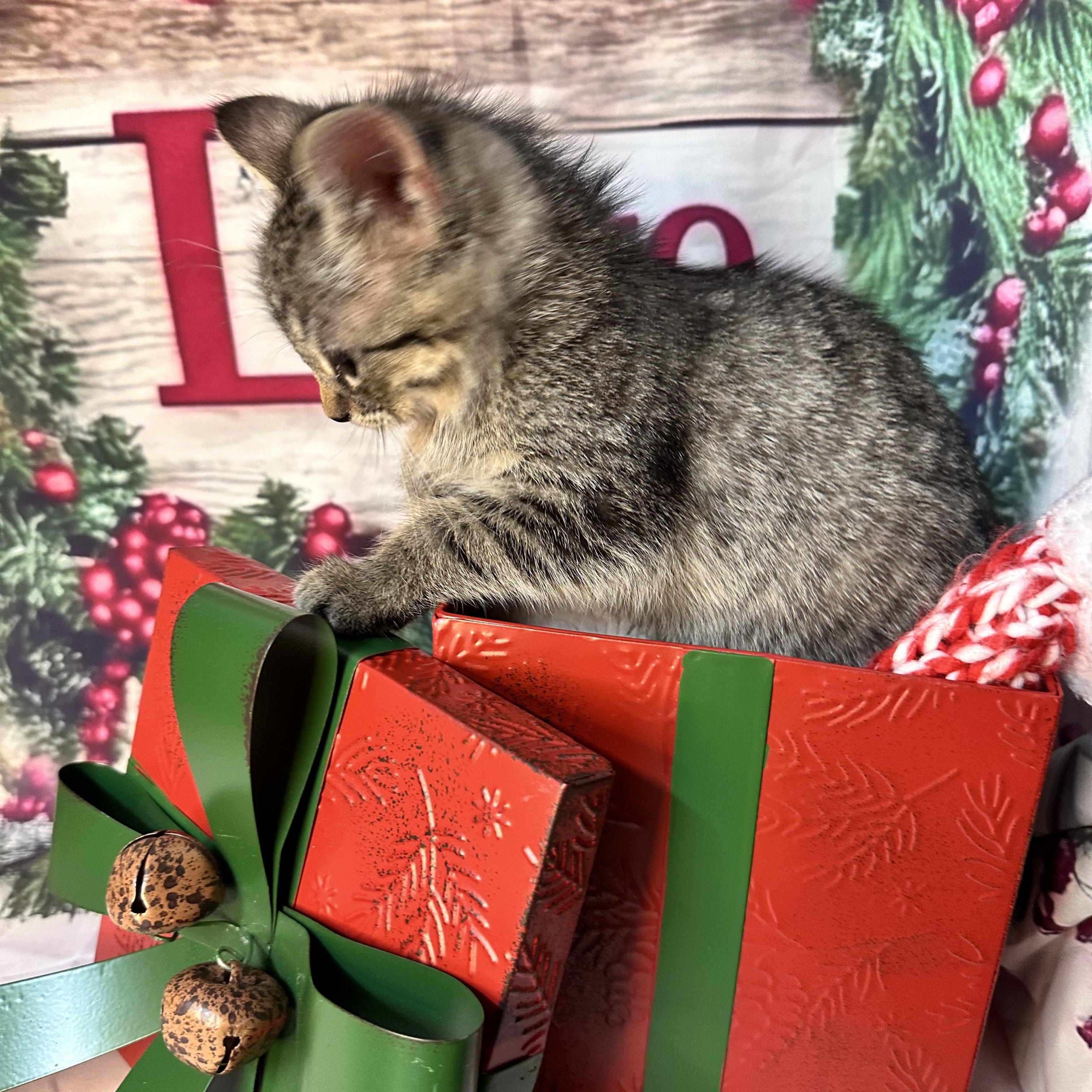 Enlarge Sleigh, a Adoptable mixed breed in Mount Vernon, IL image 4/6