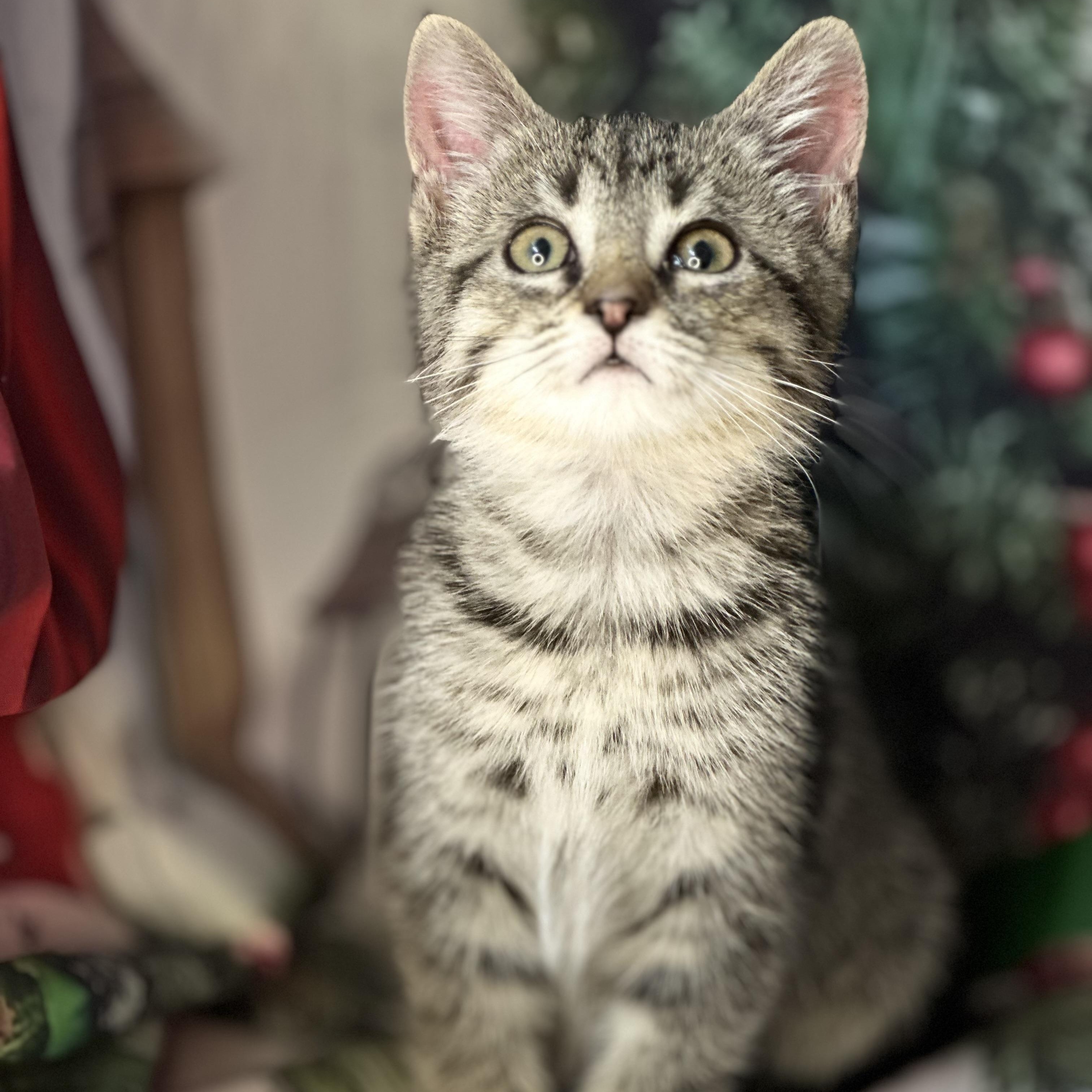 Enlarge Sleigh, a Adoptable mixed breed in Mount Vernon, IL image 5/6