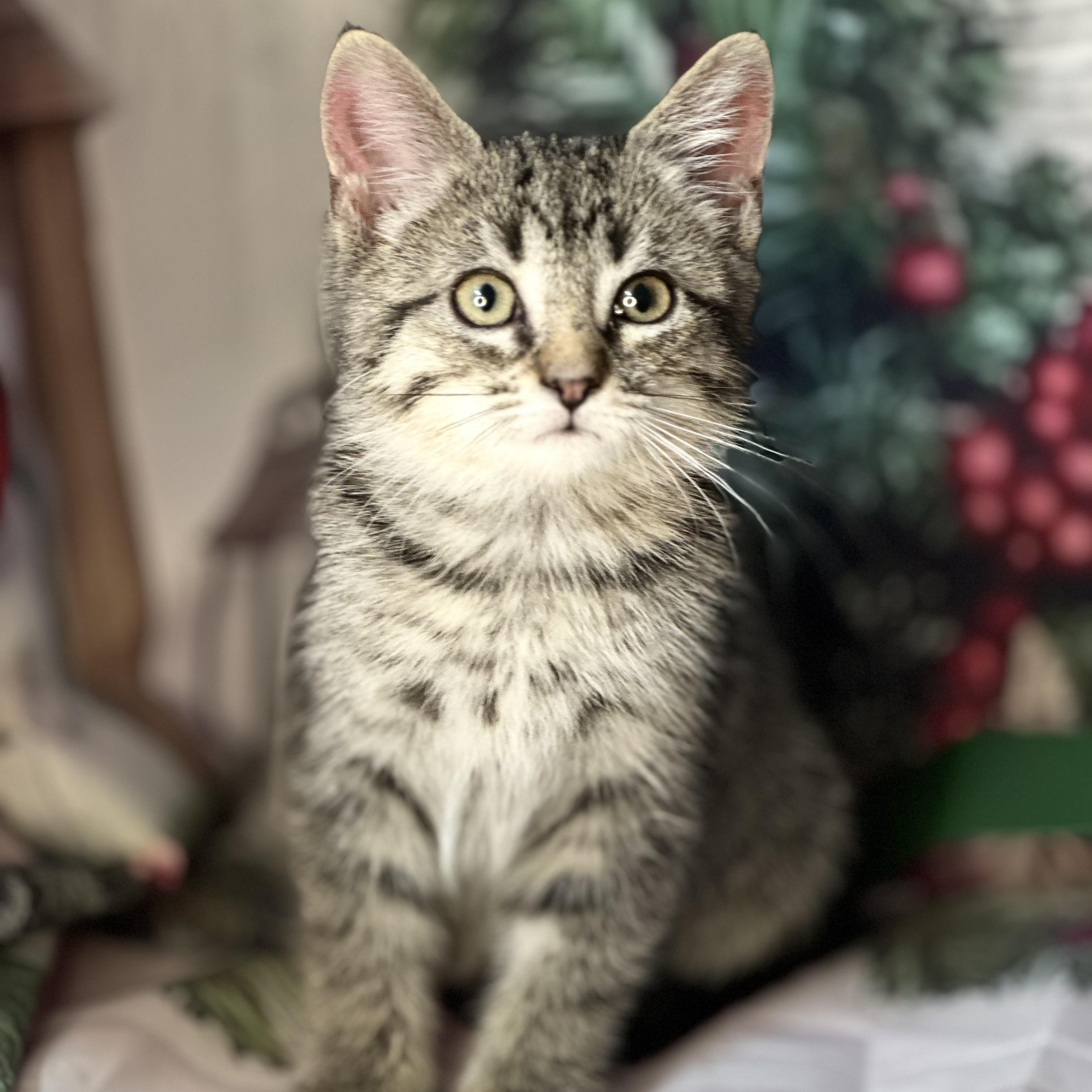 Enlarge Sleigh, a Adoptable mixed breed in Mount Vernon, IL image 6/6