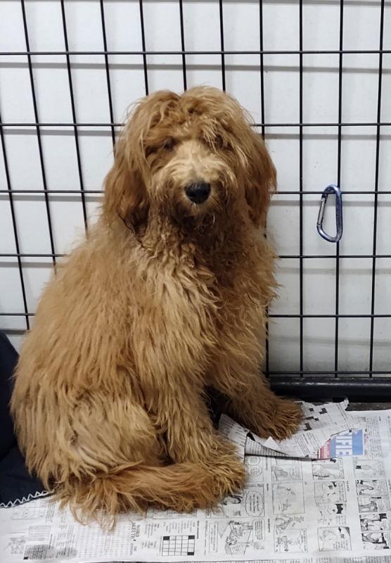 Spock, Adopted, Puppy Male Wheaten Terrier & Poodle.