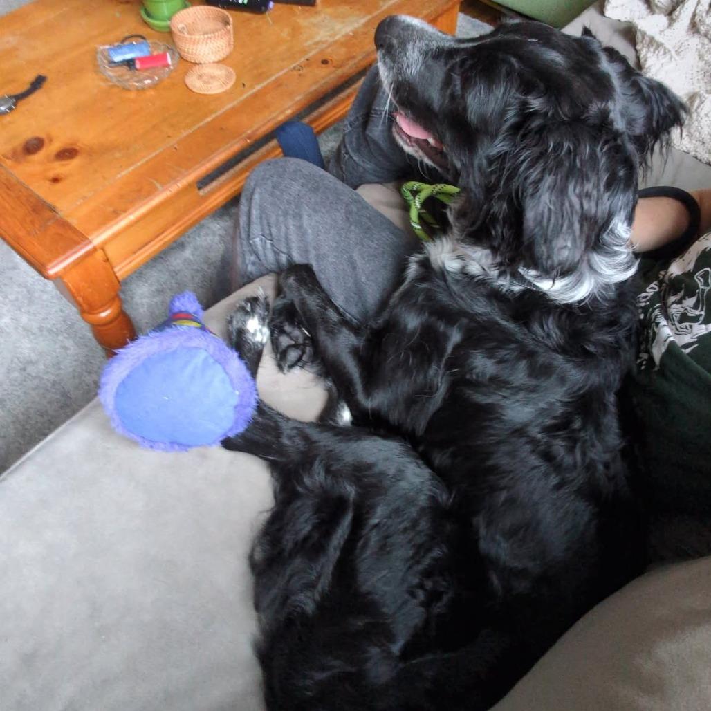 Jasper, Adoptable, Young Male Border Collie & Mixed Breed.