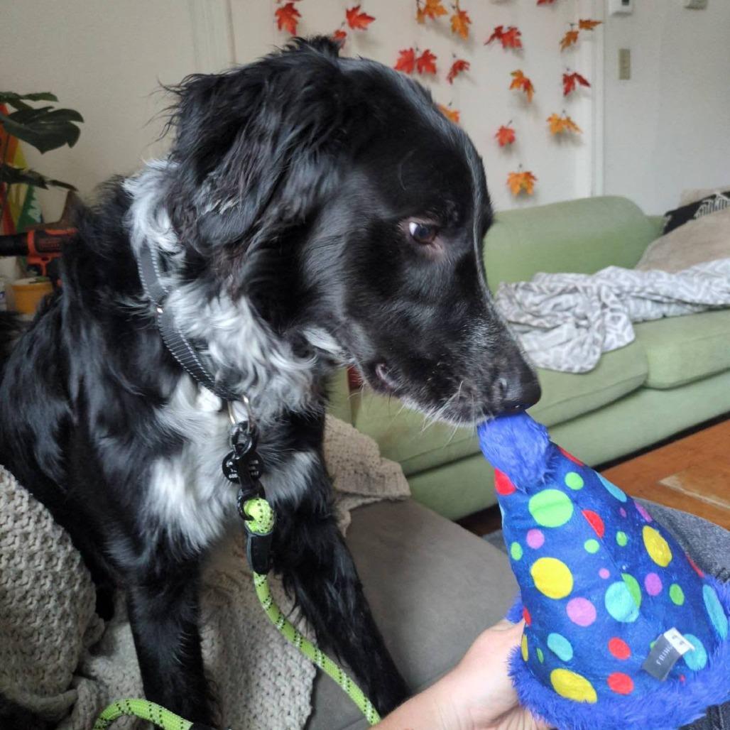 Enlarge Jasper, a Adoptable mixed breed in Madison, WI image 2/6