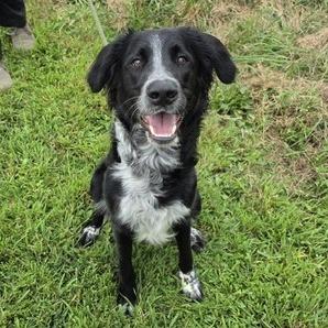 Enlarge Jasper, a Adoptable mixed breed in Madison, WI image 4/6