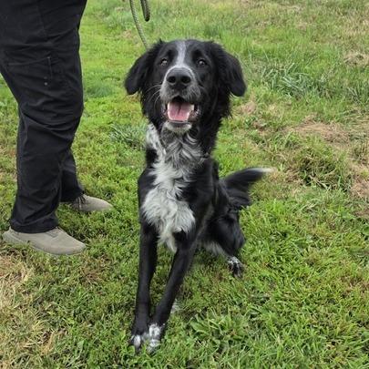 Enlarge Jasper, a Adoptable mixed breed in Madison, WI image 5/6
