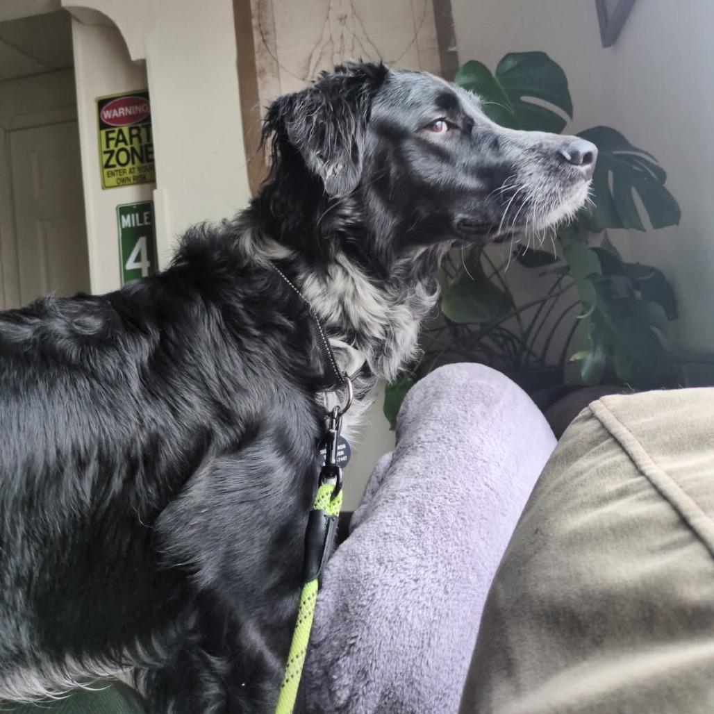 Enlarge Jasper, a Adoptable mixed breed in Madison, WI image 6/6