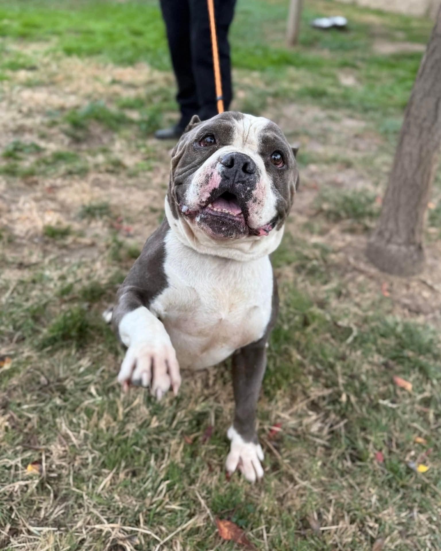 Enlarge Big Tank, a Adoptable mixed breed in Tracy, CA image 1/5