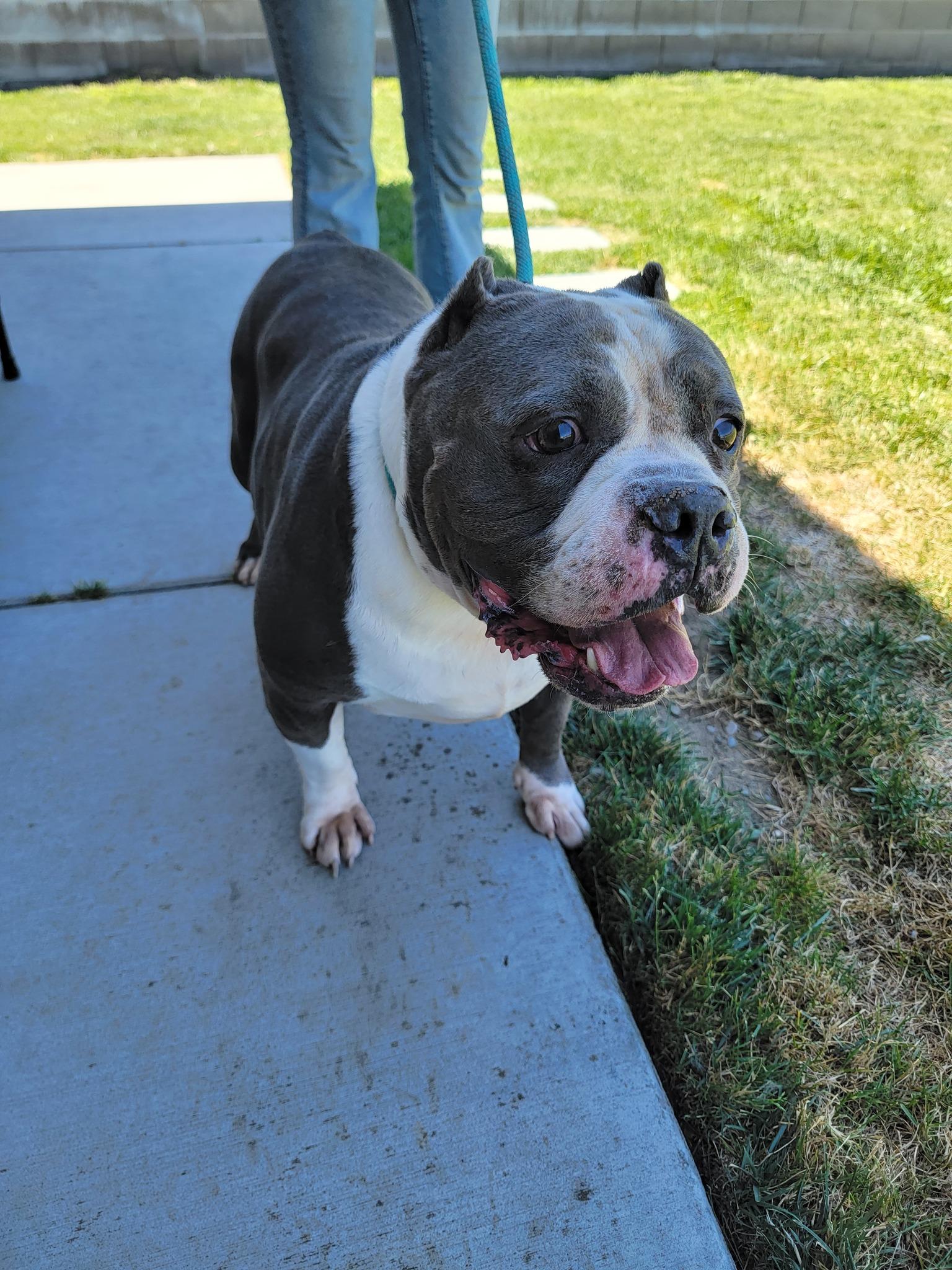 Enlarge Big Tank, a Adoptable mixed breed in Tracy, CA image 2/5