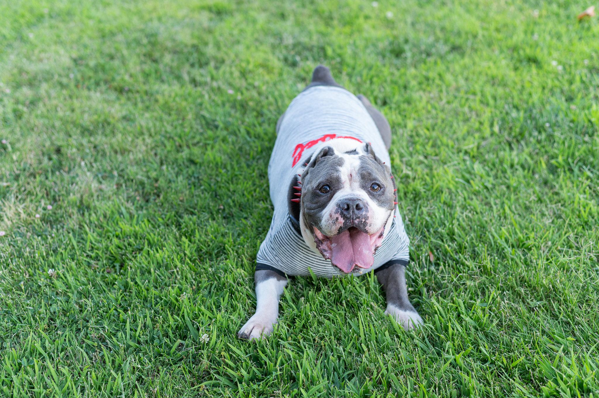 Big Tank, a Adoptable mixed breed in Tracy, CA image 1/6