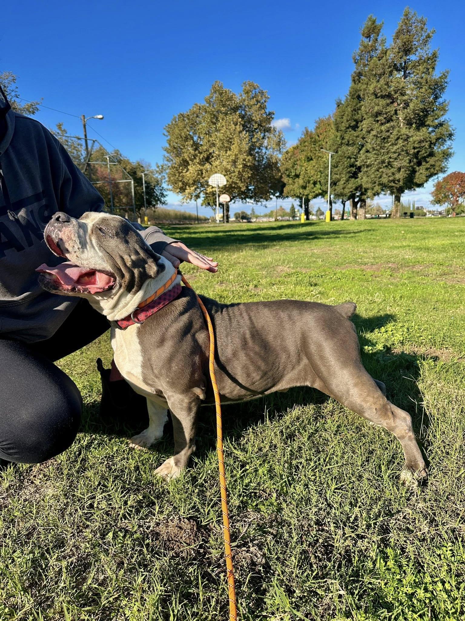 Enlarge Big Tank, a Adoptable mixed breed in Tracy, CA image 3/5