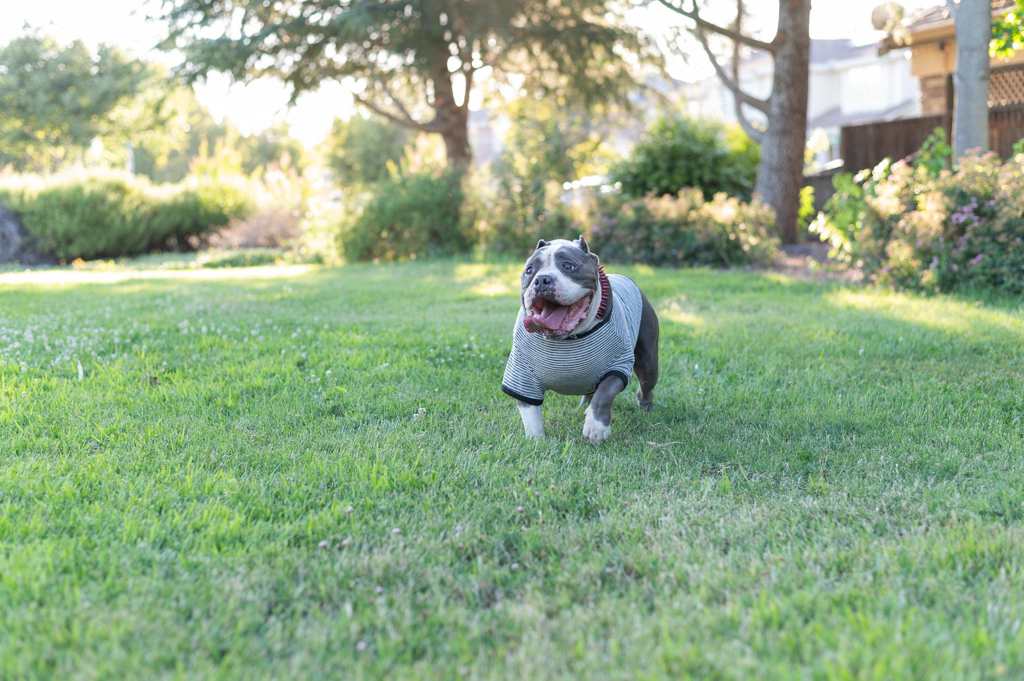 Big Tank, a Adoptable mixed breed in Tracy, CA image 2/6