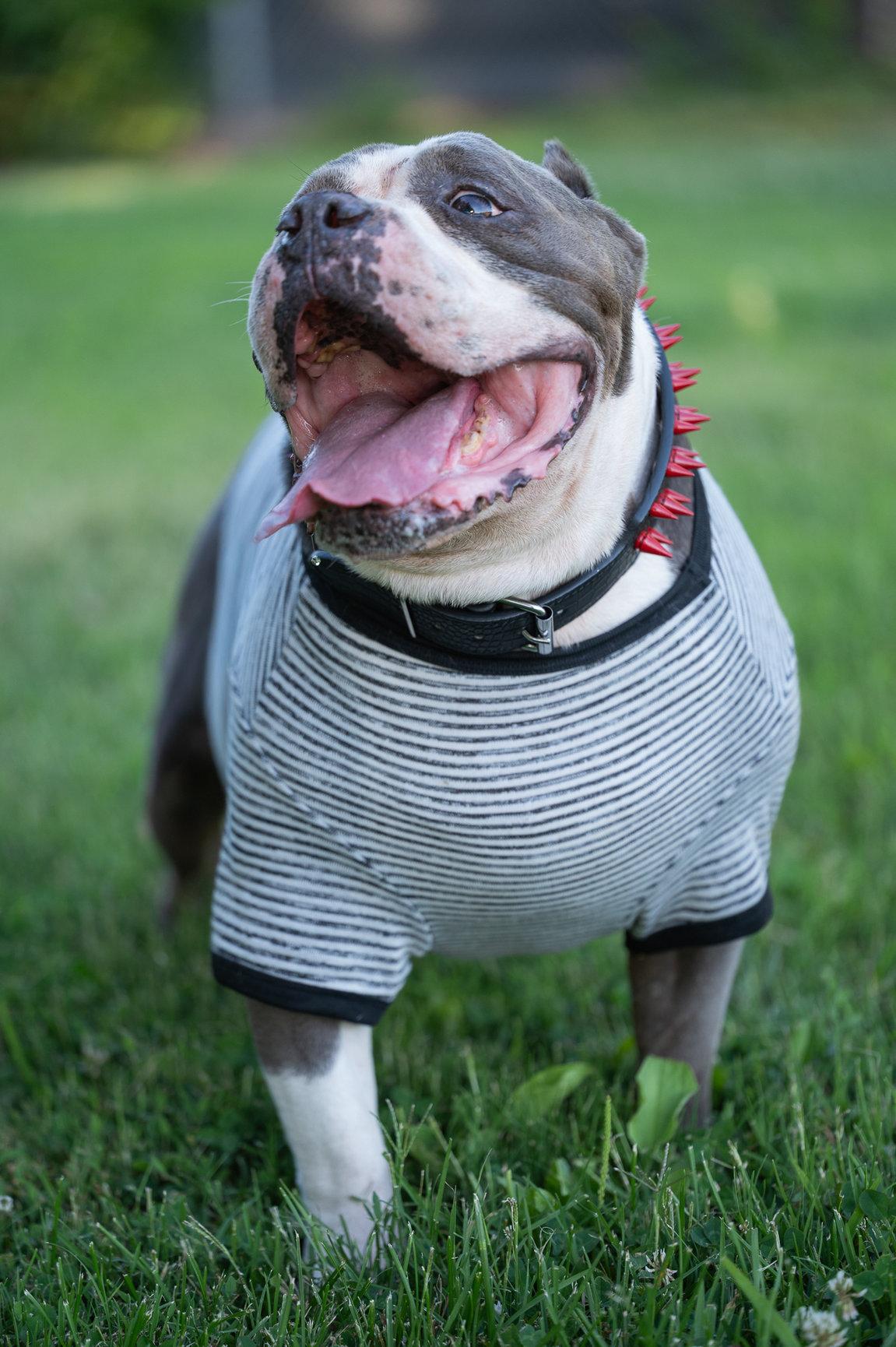 Big Tank, a Adoptable mixed breed in Tracy, CA image 3/6