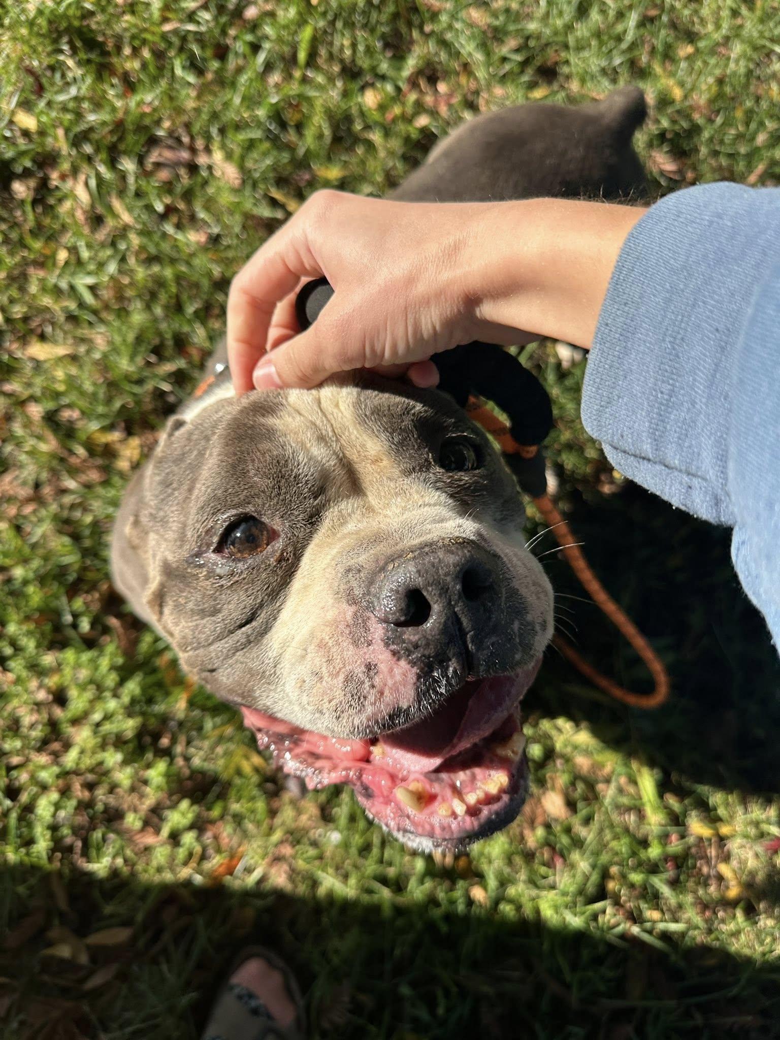 Enlarge Big Tank, a Adoptable mixed breed in Tracy, CA image 4/5