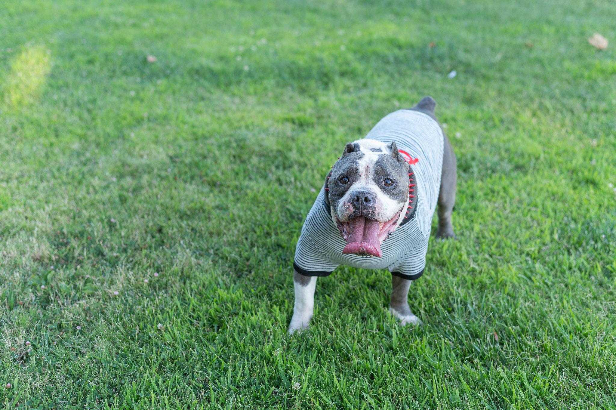 Big Tank, a Adoptable mixed breed in Tracy, CA image 4/6