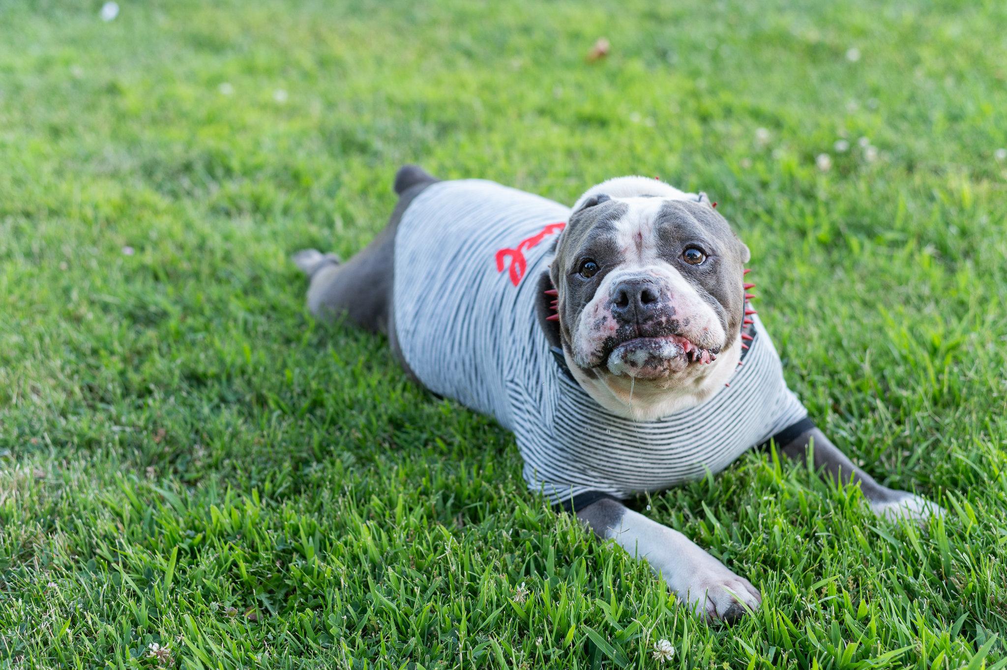 Big Tank, a Adoptable mixed breed in Tracy, CA image 5/6