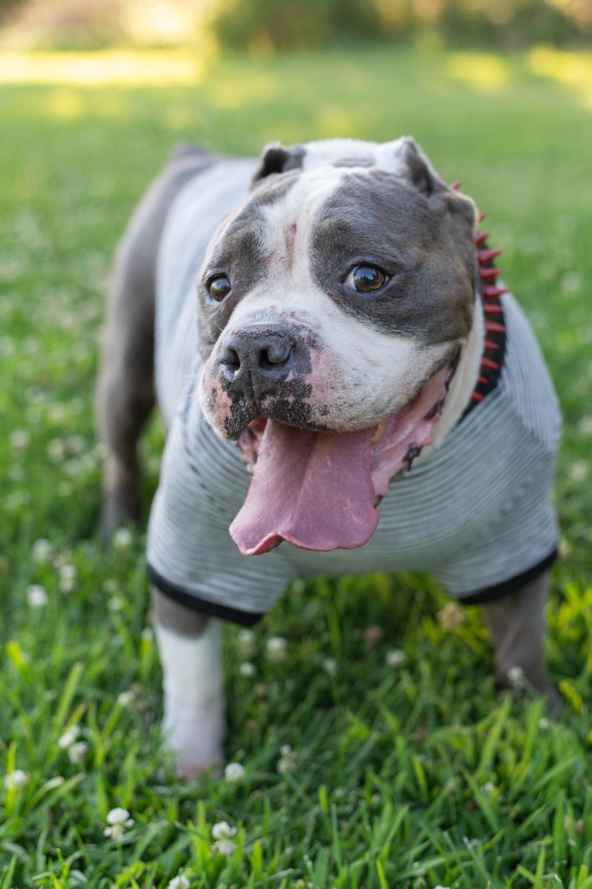Big Tank, a Adoptable mixed breed in Tracy, CA image 6/6
