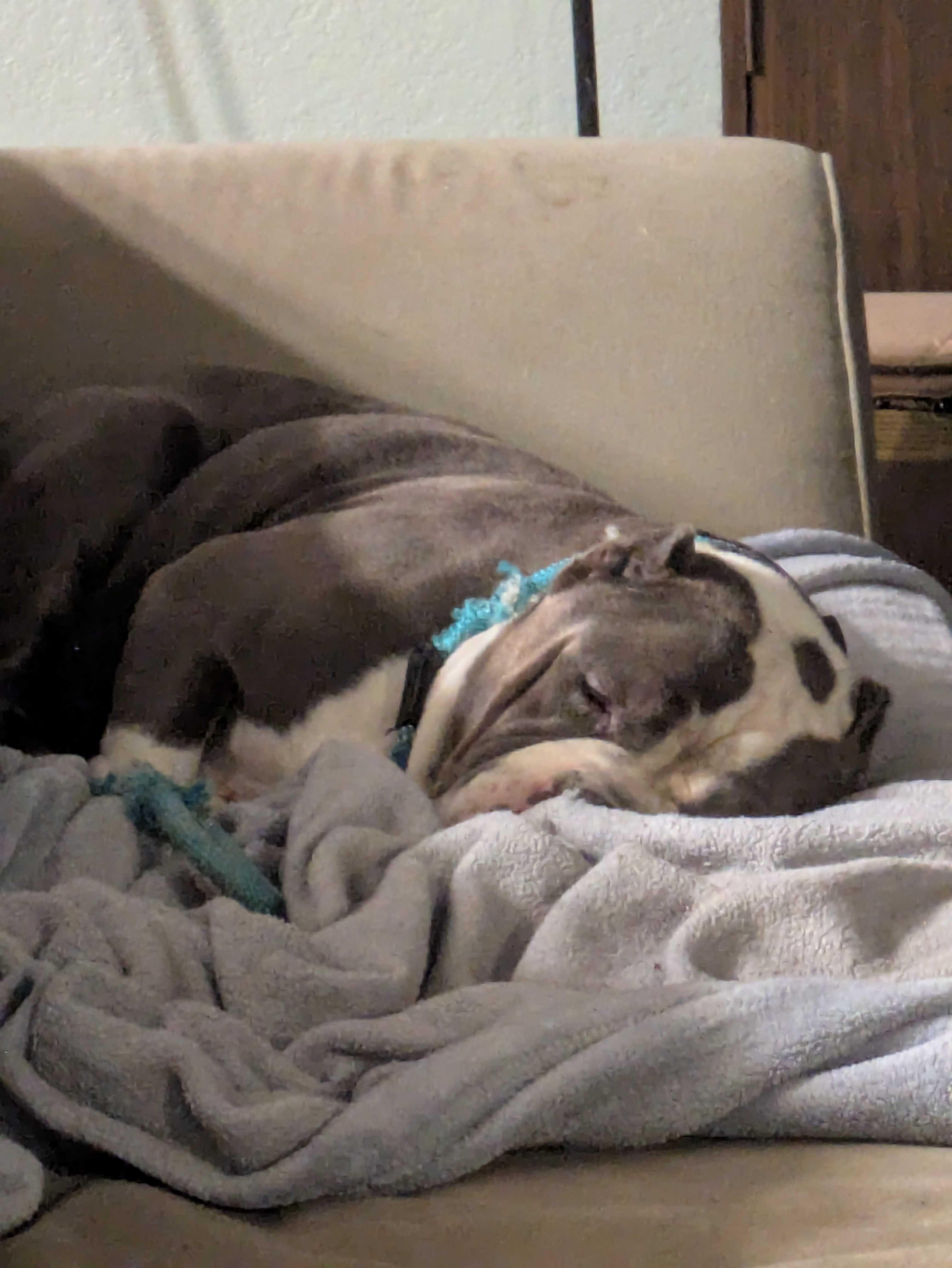 Enlarge Big Tank, a Adoptable mixed breed in Tracy, CA image 5/5