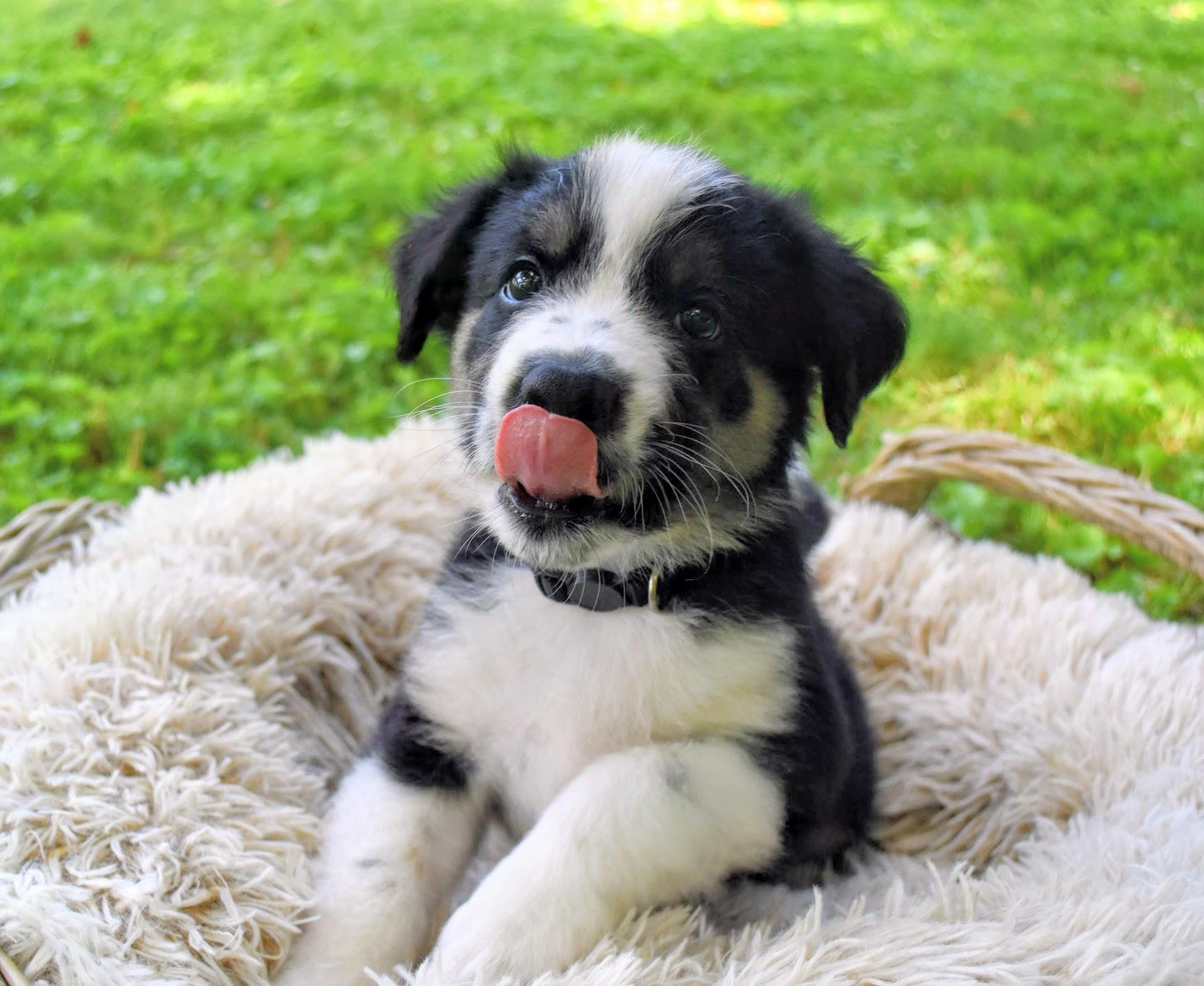 Enlarge Rolo, an adopted mixed breed in Spring hill, TN image 2/4