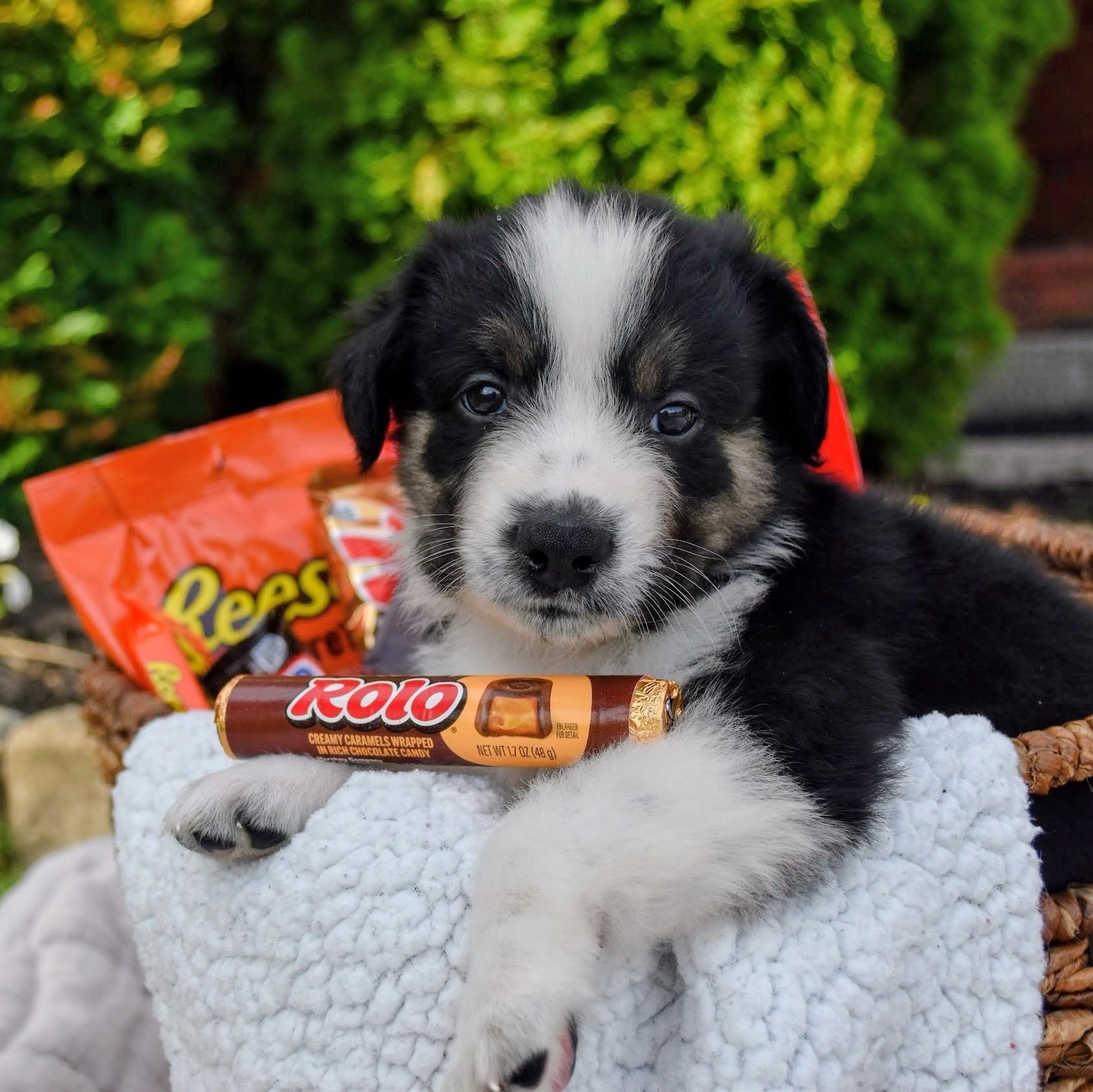 Enlarge Rolo, an adopted mixed breed in Spring hill, TN image 1/4