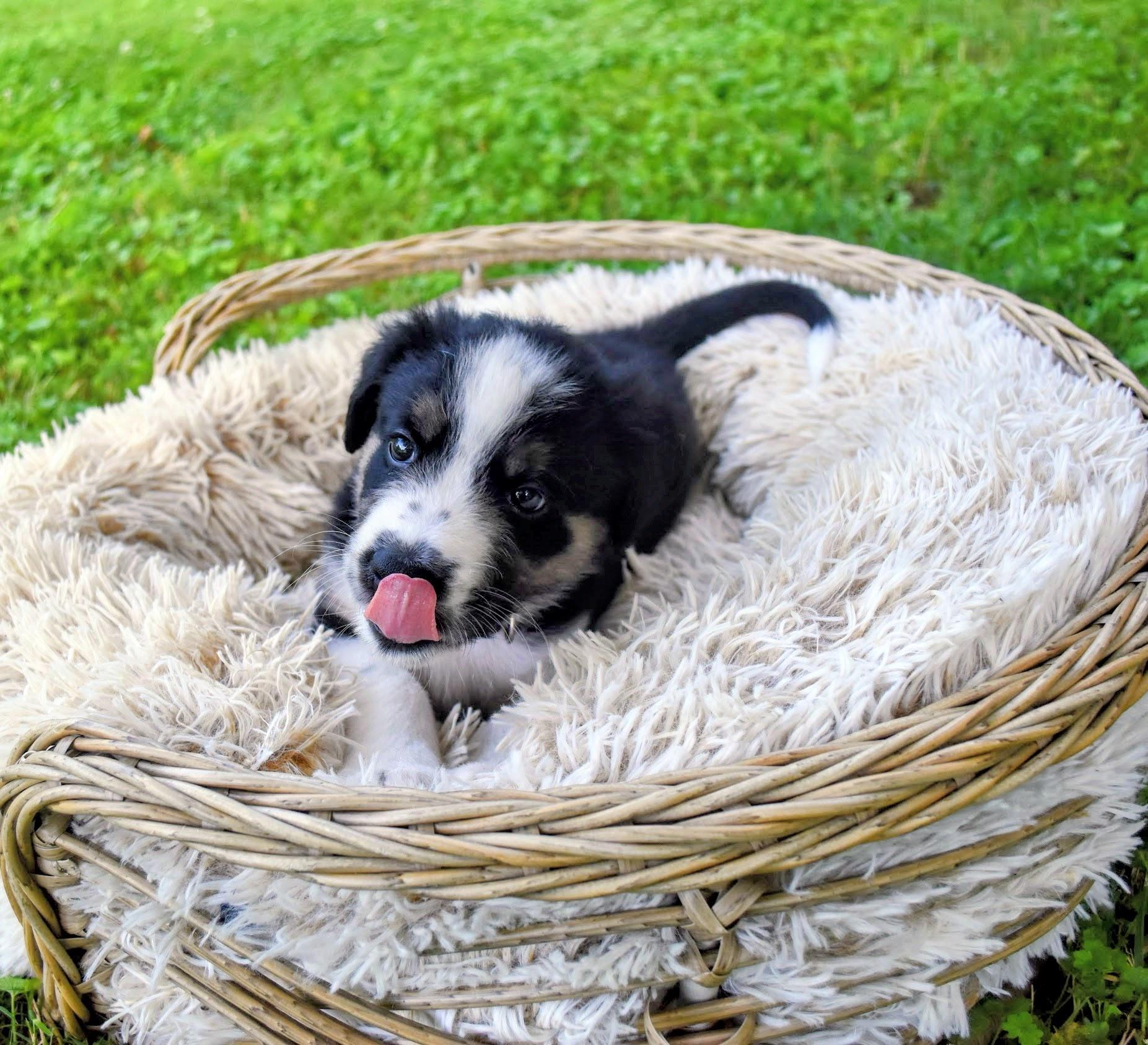 Enlarge Rolo, an adopted mixed breed in Spring hill, TN image 3/4