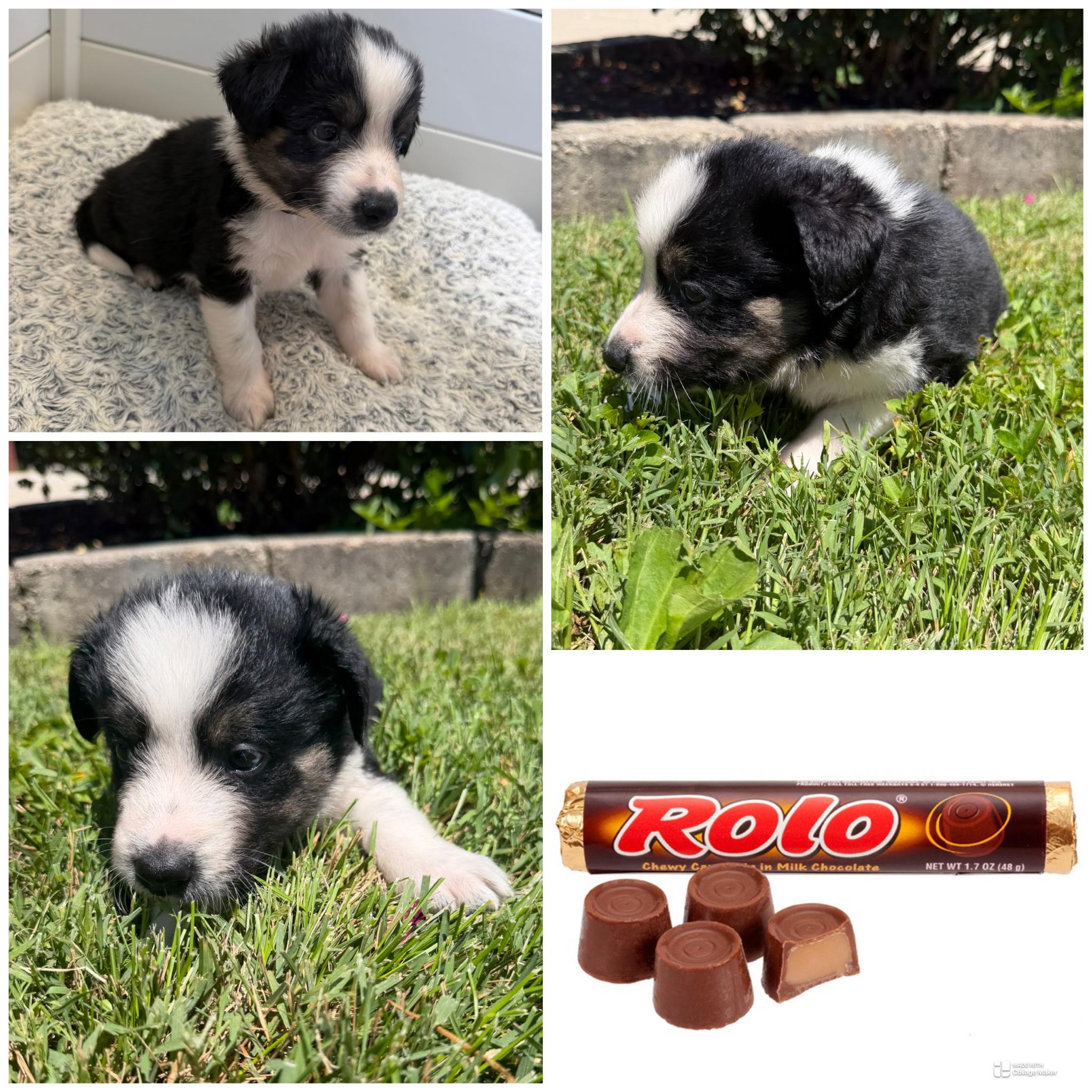 Enlarge Rolo, an adopted mixed breed in Spring hill, TN image 4/4