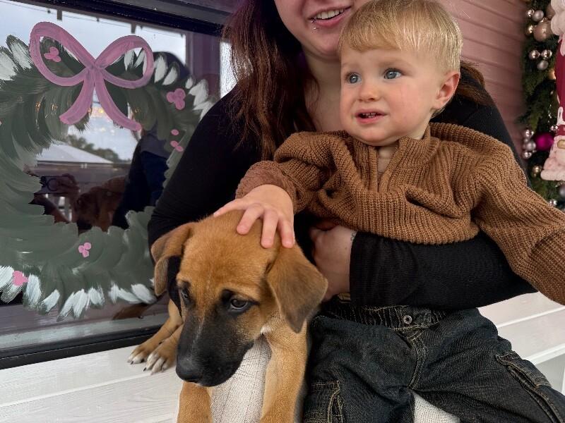 Cheerio, Adoptable, Puppy Female German Shepherd Dog & Vizsla.